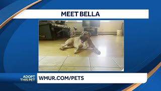 Video preview image #1 Labrador Retriever-Unknown Mix Puppy For Sale in East Derry, NH, USA