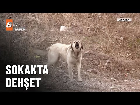 Sokakta saldırgan köpek dehşeti - atv Ana Haber 27 Aralık 2025