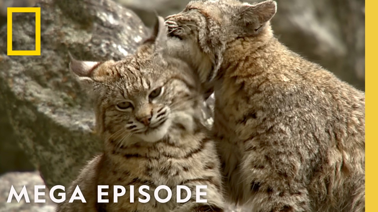 Experience the Wonder of America's Wilderness | America's National Parks MEGA Episode | Nat Geo