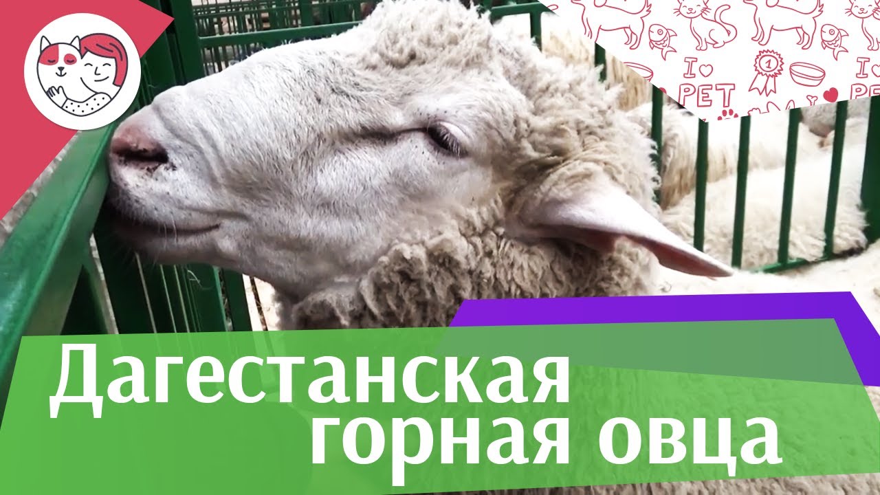 Дагестанская горная овца на ilikepet