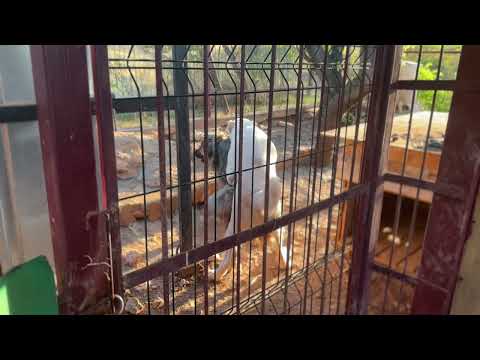 Dogs Mating