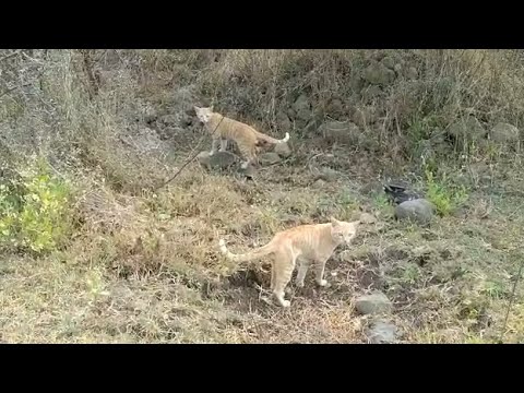 Cat's hunt in forest #jungles #cats #trending #hunting #funnyshorts ❤️💔 🐈🐅🐆