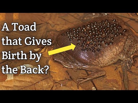Pipa-Pipa Toad Has the WEIRDEST Way of Giving Birth