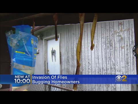 Invasion Of Flies Is Bugging Homeowners Around Chicago Area