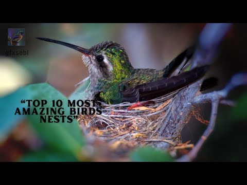 Top 10 Most Amazing Birds’ Nests