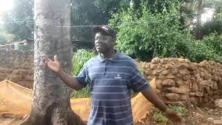 Download lagu Chisomo_cha_Yehova. Wilfred Joakim_ Prod by Matusha. mp3 Download lagu Chisomo_cha_Yehova. Wilfred Joakim_ Prod by Matusha. mp3