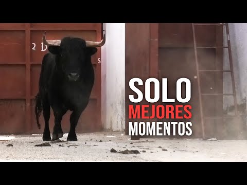Toros Bravos SUSTOS y MEJORES MOMENTOS 2023