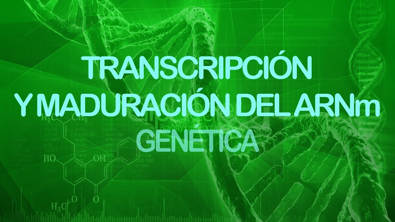 Transcripción y maduración del ARNm | Genética