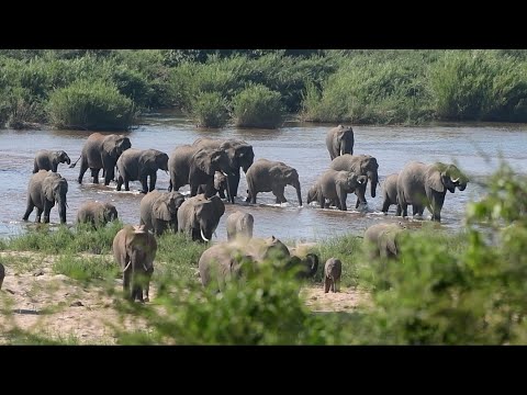 Listen and watch as 80+ Elephants crosses the river the Sabie River in Kruger National Park