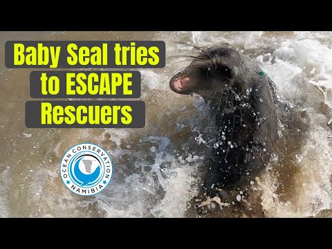 Baby Seal Almost Escapes Rescuers