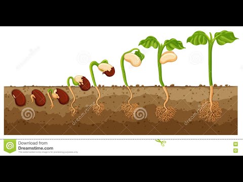 Seed time and Harvest    1 Corinthians 3:6-9, Luke 10:2, Mark 4:14
