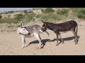 Donkey Mating Video Donkey Meet Up Tharparkar Donkey Viralvideo Animals