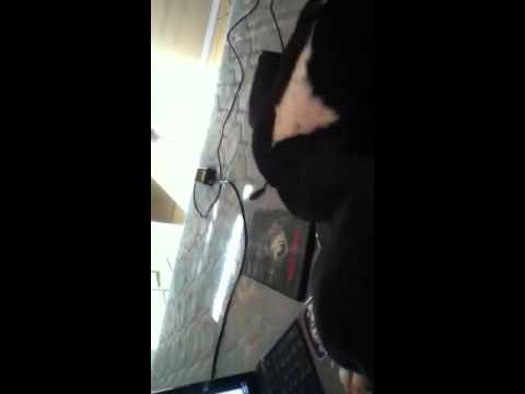 Play time with my puppy Capone