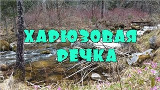 Нахлыст на хариуса в сибири