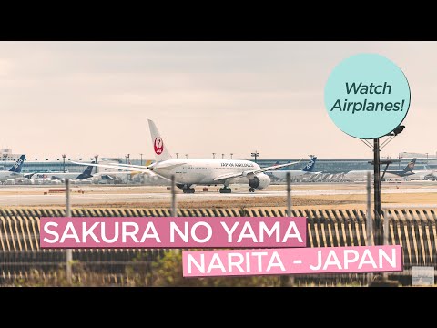 日本のさくらの山から成田空港付近を飛ぶ飛行機を見る (Watch Airplanes Fly Near Narita Airport from Sakura no Yama in Japan)