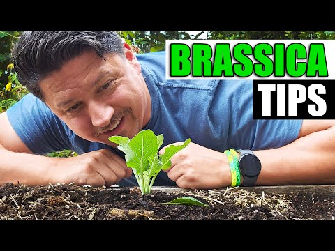 3 Brassica Planting Tips - Garden Quickie Episode 170