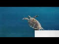 Flying Turtle mp3