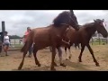 LaBelle Kids Tame Wild Horses For Adoption