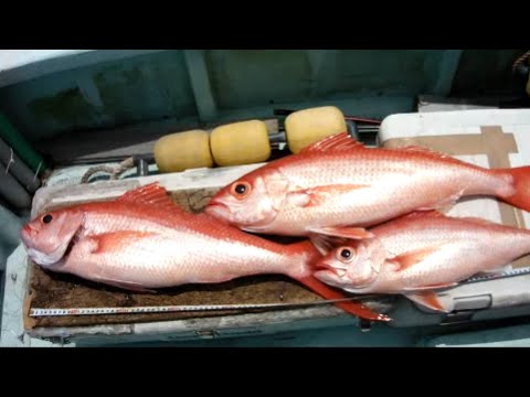 Japanese Deep Sea Fishing （Queen snapper is a big catch）
