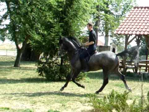 comment monter un jeune cheval
