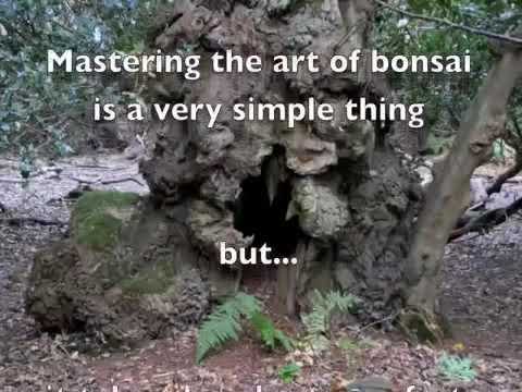 Demo Bonsai By Graham W Potter