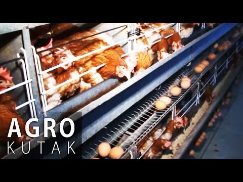 Agro Kutak 14 - Peradarstvo