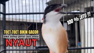 Download lagu burung cendet gacor ISIAN TERLENGKAP buat PANCINGAN CENDET AGAR BUNYI,, jadikan BURUNG PENTET GACOR mp3 Download lagu burung cendet gacor ISIAN TERLENGKAP buat PANCINGAN CENDET AGAR BUNYI,, jadikan BURUNG PENTET GACOR mp3