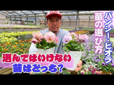 × ブラサダ「オレンジディライト」