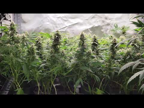 Orange Bud (Dutch Passion): 4a cosecha (34º día)