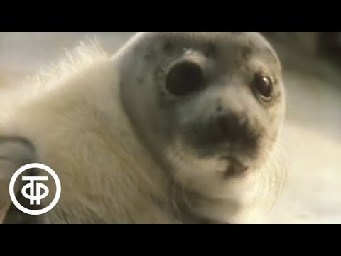 В объективе - животные. Гренландский тюлень (1983)