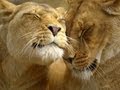 Queen - You're my Best Friend - Lyrics on screen