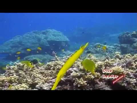 Similan island 2009 part 1