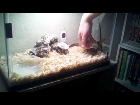 Boa Constrictor Imperator