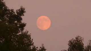 August Moon (We Know We Are Love) - Nedra Johnson