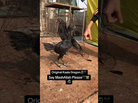 Original Kala Dragon | Aseel 2.0 | #blackdragon #dragon #aseel #aseelmurga #aseellovers #hen #birds