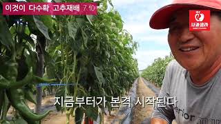 [고추재배6] 더 굵고 더 짱짱/생각 하나 바뀌었을 뿐인데/방우현고추 제6부/korea Chili peppe…