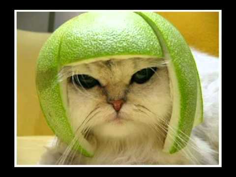 smiley feat pacha man - love is for free