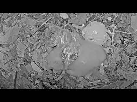 Barred Owls Welcome Second Owlet! Zoom In During Incubation Break – April 7, 2025