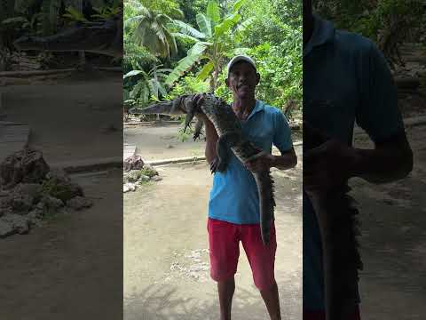 Conservación del caiman aguja - san antero