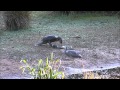 Cormorant Regurgitates Live Eel And Eats It Again