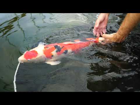 How to Backwash the Evolution Aqua K1 Micro Bead Filter