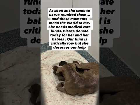 Mama Olivia was dumped on a busy road with her babies#usa #uk #canada #germany#sad #rescuedog#donate
