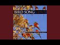 Birdsong 3