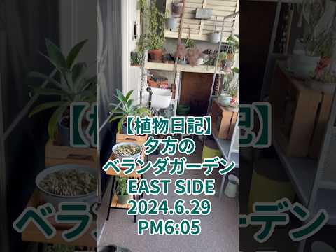 テラスやバルコニーに最適な地中海の植物は何ですか?  庭園