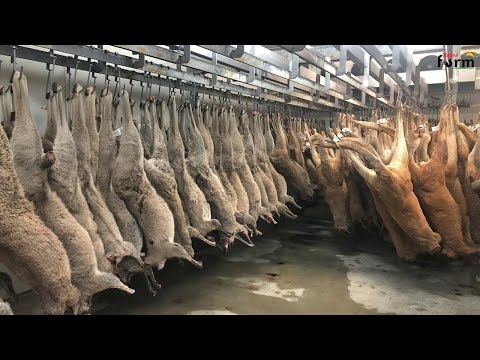 Kangaroo Meat Processing in Factory - Kangaroos Farm
