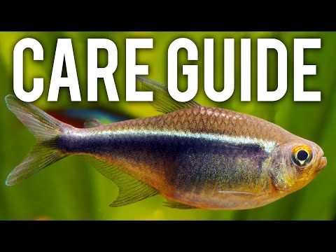 How to care for black neon tetras