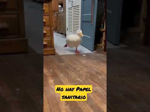 🤣 El Pato más Apurado del Mundo😅 La Divertida Carrera al Baño 🛁 🧻#pato #Pato #Humor #Celular