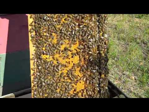 Checkerboarding BeeHive Fat Bee Man