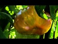 The THX Tomato