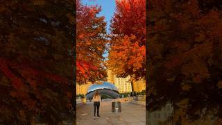 Chicago will look like this in a few weeks 🍂 #fall #chicago #fallfoliage